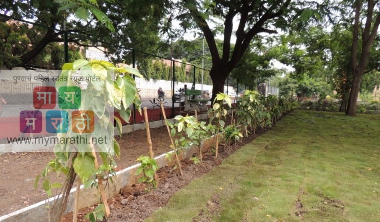 गोयल गंगा फौंडेशच्या वतीने २५०० रोपांचे वाटप