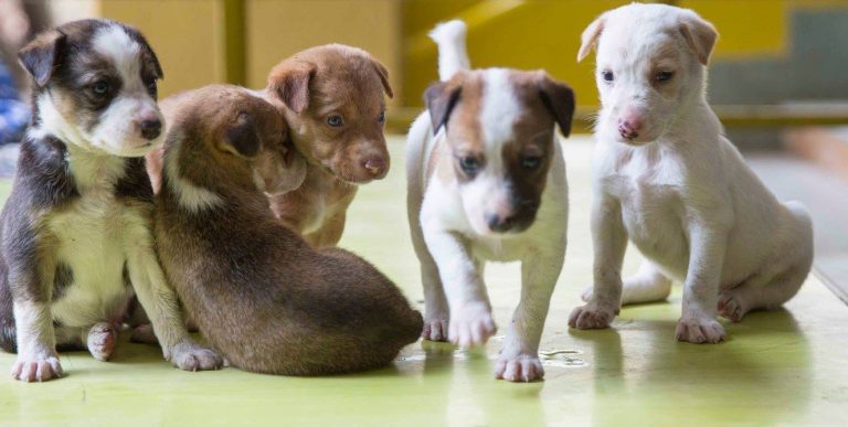 पुण्यात येत्या १७ डिसेंबरला प्राणी दत्तक शिबिर