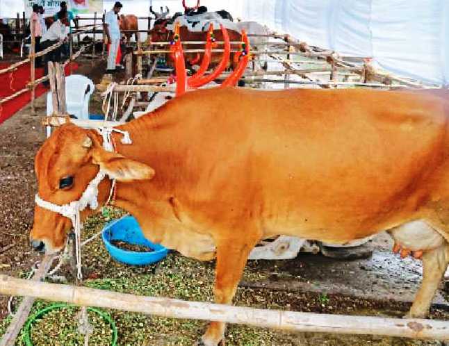 कृषी महोत्सवातून होणार वाटचाल प्रगतीची, शेतकऱ्यांच्या उन्नतीची…