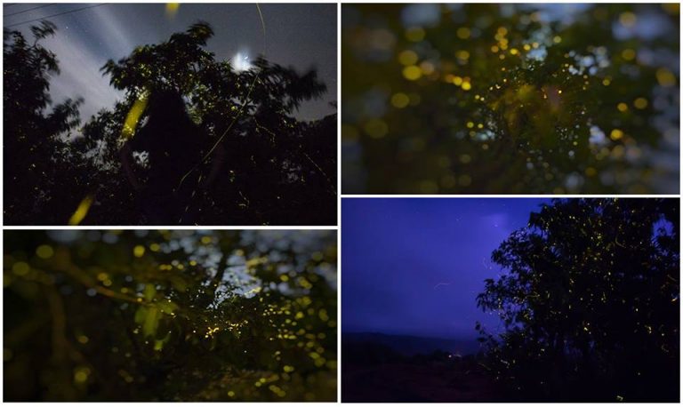 ‘कुरुंजी ‘ भोर येथे पुणेकरांनी लुटला ‘ काजवा महोत्सवा ‘ चा आनंद !