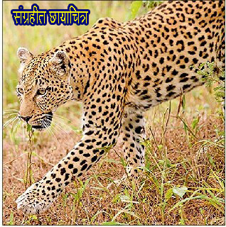 बिबटे निघाले घोळक्याने धास्ती धरली बळीराजाने