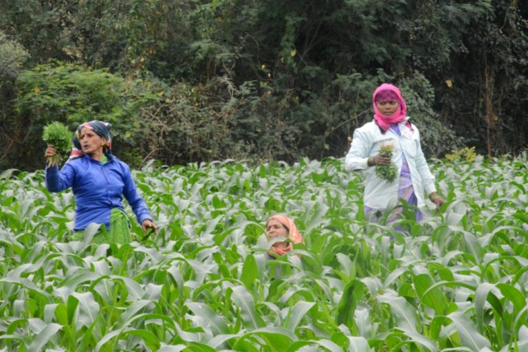 जलयुक्त शिवार अभियानामुळे वाफगांव झाले हिरवेगार
