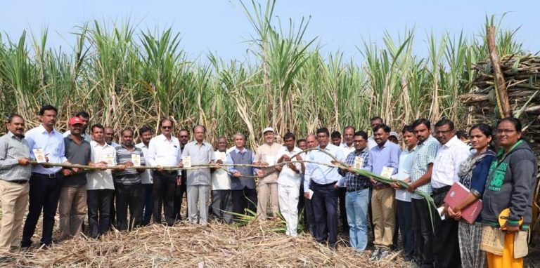 ‘ अवर्षणाच्या काळात ‘ पीएसएपी ‘ तंत्रज्ञान ऊस शेतीला तारेल ‘