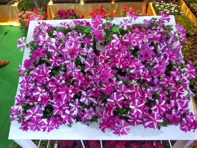 ‘आंतरराष्ट्रीय फ्लोरा’ भव्य प्रदर्शन- २२ फेब्रुवारीपासून पुण्यात …