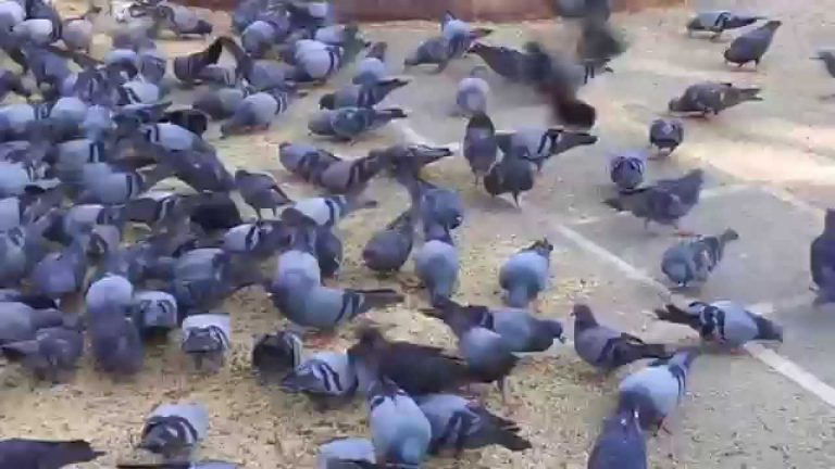 कबुतरखाने तोडू नये, कबुतरांना दाणे टाकणाऱ्यांवर दंडात्मक कारवाई करू नये