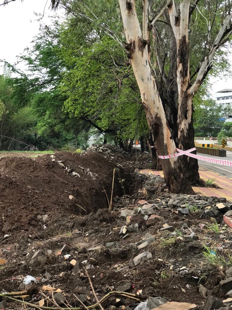 आयुक्त साहेब इकडे लक्ष द्या हो …15 उत्तुंग,विशाल वृक्षांच्या जीवावर उठला , शेतकी विद्यापीठाचा  कारभार…