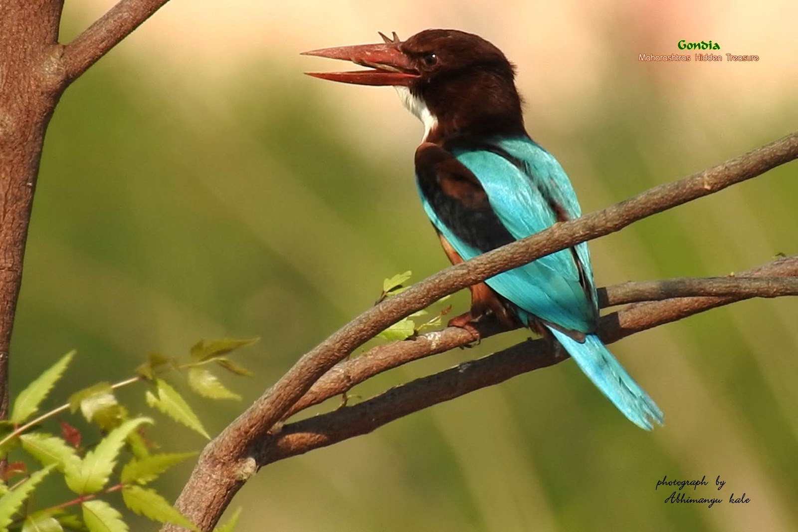 नागझिरा अभयारण्यातील पक्षी आणि निसर्गाची चित्रे मुंबई-पुणे डेक्कन क्वीन एक्सप्रेसवर झळकणार