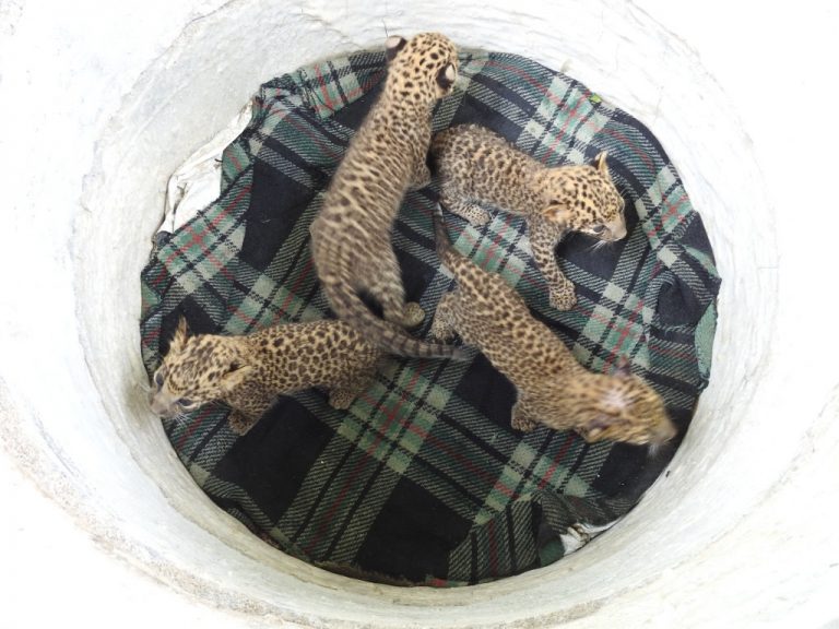 …अखेर मादी बिबट आलीच नाही; बकरीचे दूध पाजून पिलांचे संगोपन!