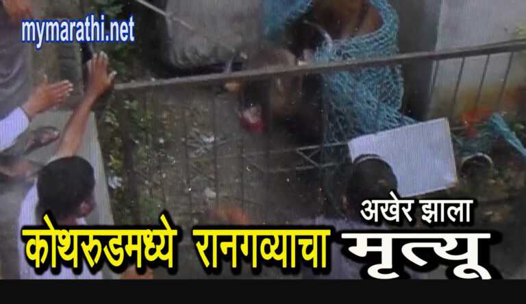 कोथरूडमध्ये आलेला रानगवा अखेर मृत्यूमुखी ….(व्हिडीओ)