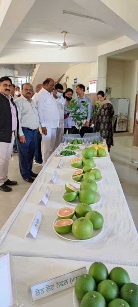 मोसंबी फळाचे उत्पादन वाढविण्यासाठी पंजाबमधील तंत्रज्ञान राज्यात राबविणार