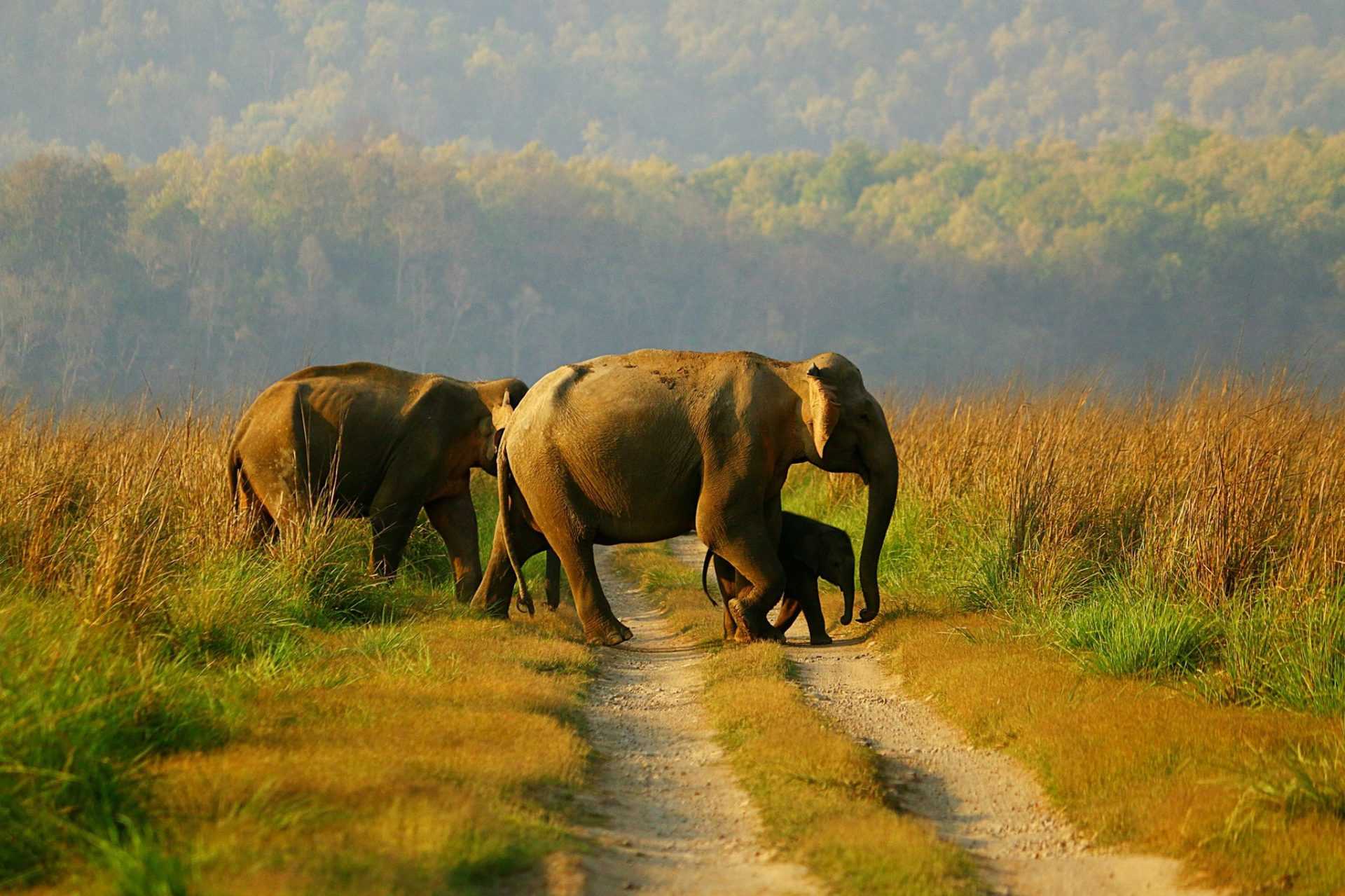 गेल्या 8 वर्षांत हत्तींसाठी संरक्षित क्षेत्रांच्या संख्येत वाढ:पंतप्रधान