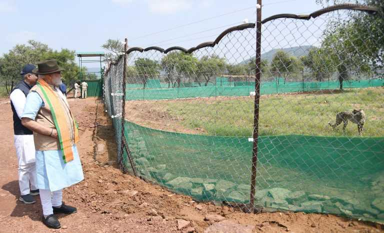 पंतप्रधानांनी भारतातून नामशेष झालेले जंगली चित्ते कुनो राष्ट्रीय उद्यानात सोडले