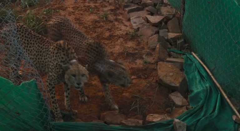 ‘त्या’चित्त्यांच्या वास्तव्यक्षेत्रात आणखी वाढ