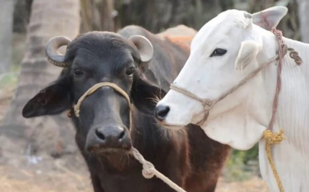 दुधाळ जनावराच्या खरेदी किंमतीत वाढ; गाईसाठी ७० हजार रुपये, म्हशीसाठी ८० हजार रुपये