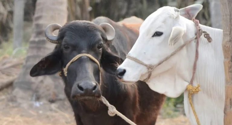 दुधाळ जनावराच्या खरेदी किंमतीत वाढ; गाईसाठी ७० हजार रुपये, म्हशीसाठी ८० हजार रुपये