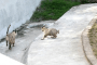 दिल्लीच्या पांढऱ्या वाघांच्या बछड्यांना राष्ट्रीय प्राणी उद्यानातील पांढऱ्या वाघांच्या क्षेत्रात सोडले (व्हिडीओ)