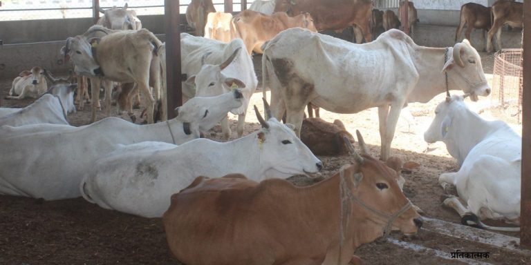 उन्हाळ्यात जनावरांची देखभाल