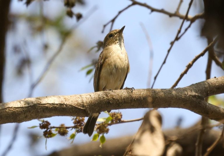 पक्षांच्या अधिवासासाठी ‘फर्ग्युसन’ समृद्ध