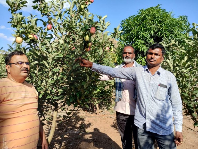 माणच्या दुष्काळी भागात फुलतेय सफरचंदाची बाग