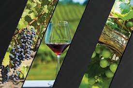 द्राक्ष उत्पादक शेतकऱ्यांच्या हितासाठी वाईन उद्योगास प्रोत्साहन योजना पाच वर्षांसाठी राबविणार