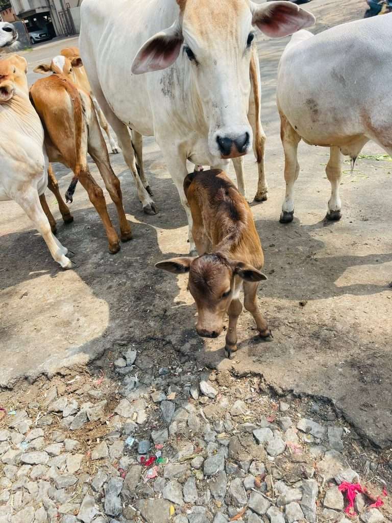 महापालिका गोवंश व मोठ्या पशुधनासाठी कोंडवाडा कधी उभारणार – कुणाल साठे