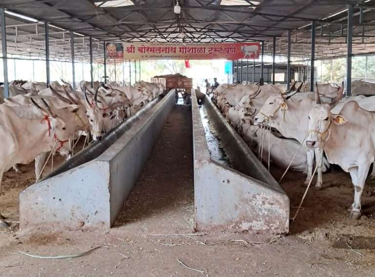 ‘गोमाता चारा खा… पाणी पी आणि सुखी रहा’ उपक्रमास महाराष्ट्रात प्रारंभ 