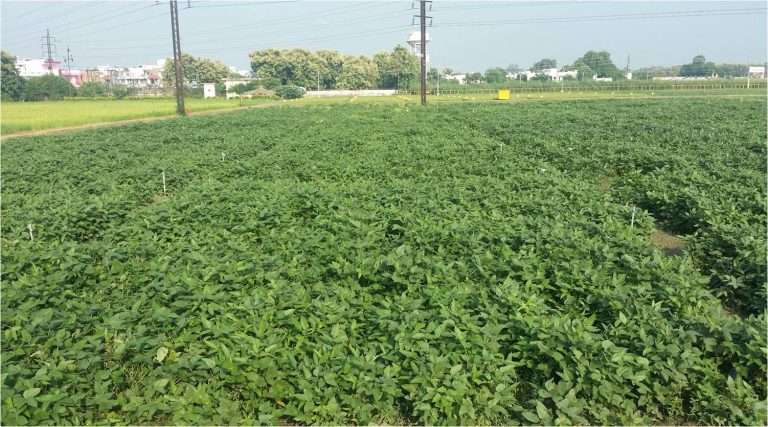 शेतकऱ्यांनी पिकांची ई-पिक पाहणी करुन घेण्याचे आवाहन