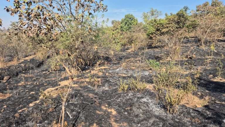 टेकड्यांवर वनराई नष्ट करणाऱ्या टवाळखोरांवर कठोर कारवाई करा!