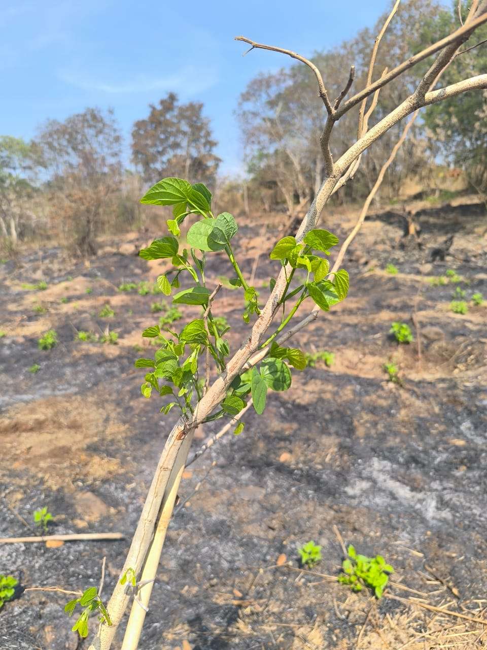 म्हातोबा टेकडीवरील झाडे जगविण्यात यश