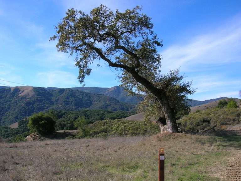 हनुमान टेकडीवर तरुणीला दाखवला कोयता अन ..ओरबाडली सोन्याची चैन