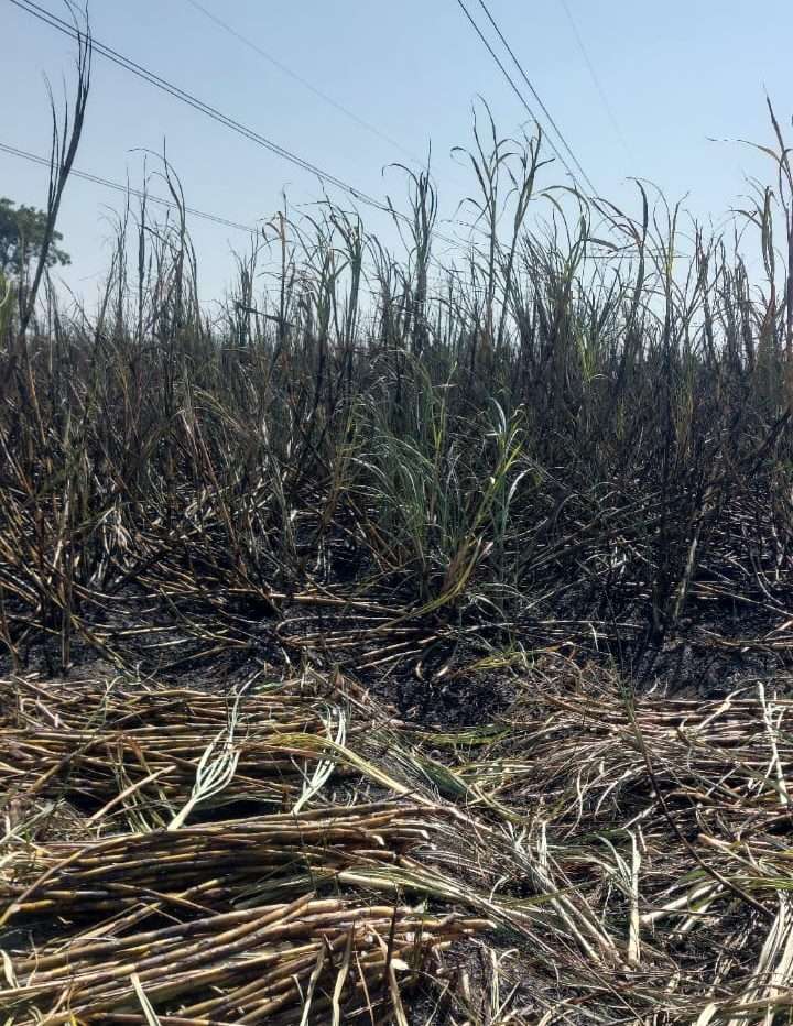 चाकण, पिंपरी, भोसरीमध्ये तासभर वीज खंडित-ऊस पेटवल्याने महापारेषणच्या ४०० केव्ही टॉवर लाइन ट्रिपिंग 