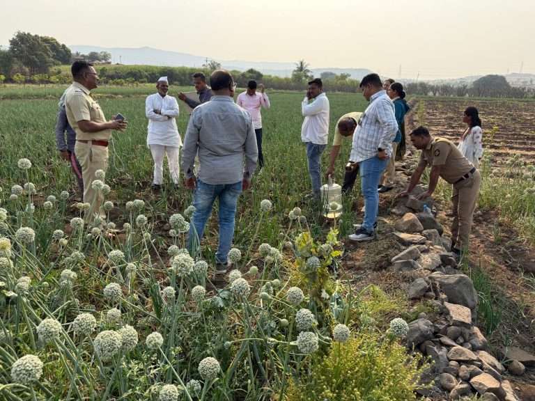 पुण्यात अफूची शेती … पोलिसांची कारवाई. ४५ वर्षीय महिला अटकेत