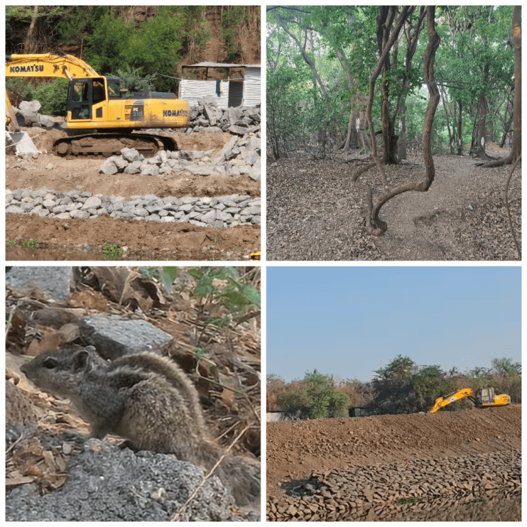 मुळानदी किनारा आणि सोंडमळा देवराई वाचवण्यासाठी मूळ शेतकरी आणि पर्यावरणप्रेमी संस्थानी घेतला पुढाकार , म्हणाले ,’हा तर नदी भवतालचे पर्यावरण नष्ट करणारा प्रकल्प