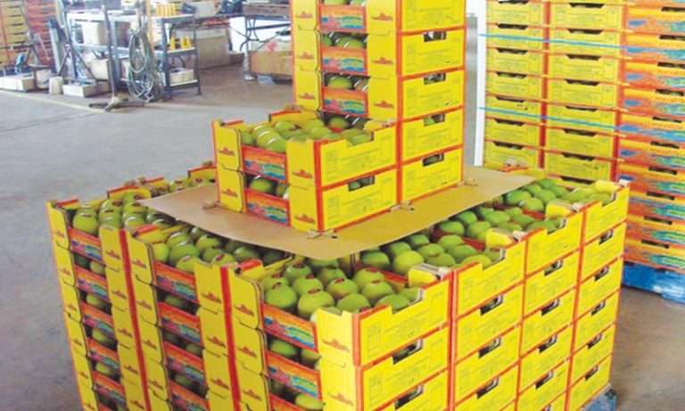 अमेरिकेला आंबा निर्यातीसाठी विकिरण प्रक्रिया व निर्यात सुरळीत