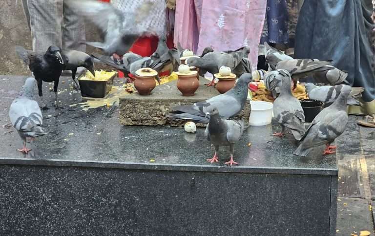 कबुतरांचा उच्छाद थांबवा