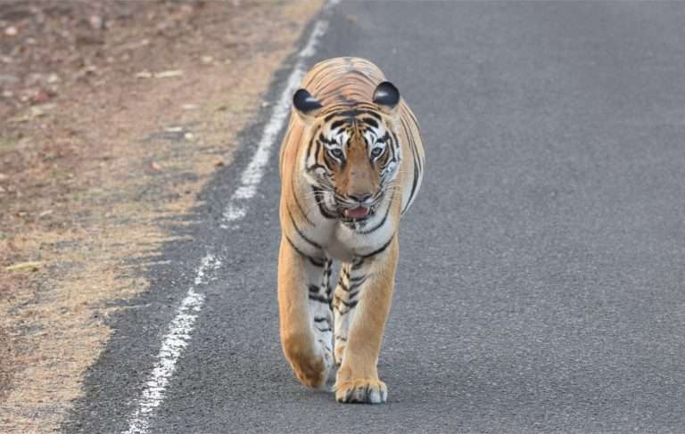 प्रतिभावान, हौशी छायाचित्रकारांचे प्रदर्शन ‌‘प्रतिबिंब‌’