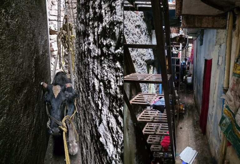 अरुंद गल्लीमध्ये अडकली आठ महिन्यांची गरोदर गाय…