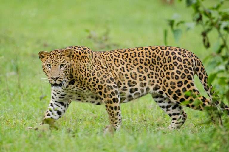 शिरूरसह पुणे विभाग बिबट्या संघर्ष बाधित विभाग म्हणून (‘Leopard Conflict Management Zone’) घोषित करावा — उपसभापती डॉ. नीलम गोऱ्हे