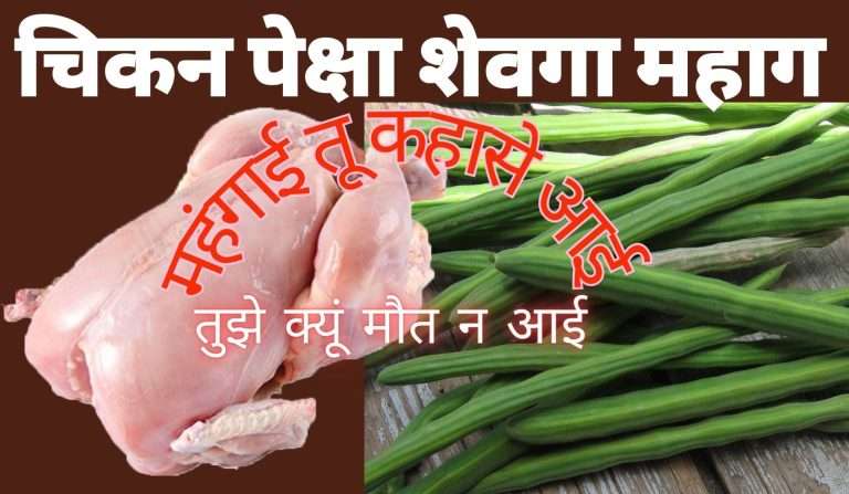 चिकनपेक्षा झाला महाग शेवगा,दर विक्रमी 400 ते 500 रुपयांवर पोहोचले