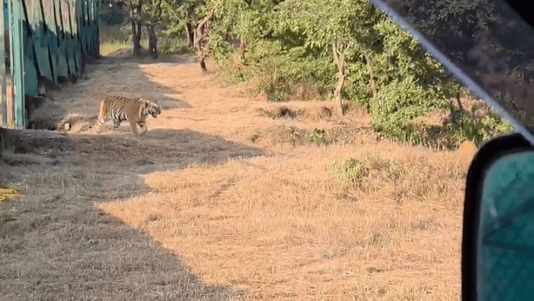 सह्याद्रीत टायगर कमबॅक