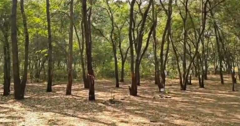 तपोवन वृक्षतोडीला राष्ट्रीय हरित लवादाची (NGT) 15 जानेवारीपर्यंत तात्पुरती स्थगिती