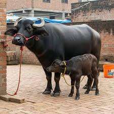 गाई-म्हशींच्या प्रजननाबाबत पशुसंवर्धन आयुक्तांचा कडक इशारा:बोव्हाईन ब्रिडींग ऍक्टची प्रभावी अंमलबजावणी करा