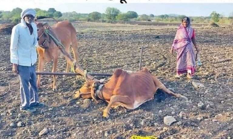 लातूरच्या शेतकऱ्याला दिलेला बैल निघाला आजारी; रोहित पवार-वडेट्टीवारांचा सरकारवर हल्लाबोल