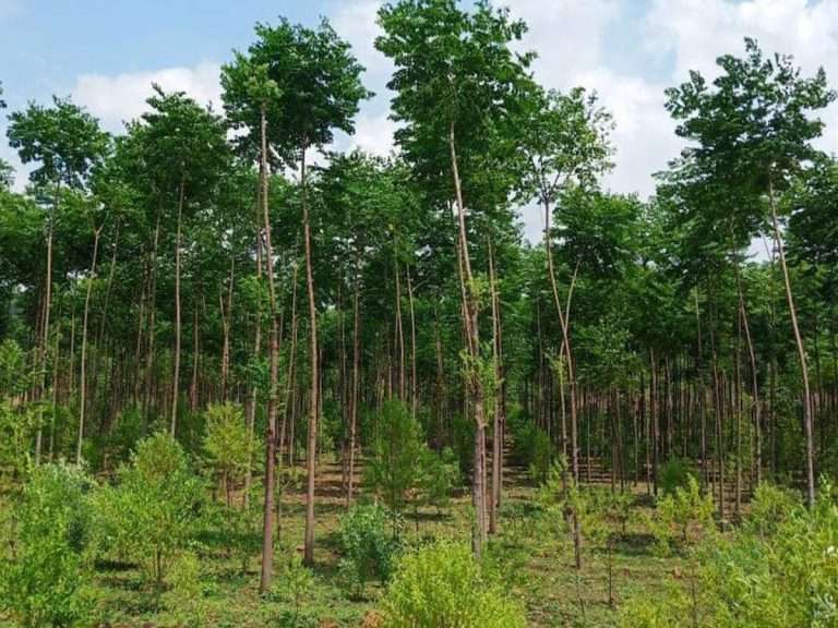 वन विभागाकडे ७२७ कोटींच्या हरित संपत्तीची जबाबदारी